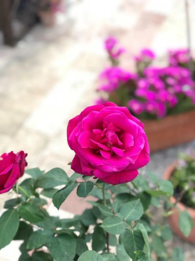 B&B Camelot Palermo Bed & Breakfast